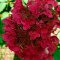 Hortensja bukietowa Wim's Red doniczka 1L