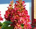 Hortensja bukietowa Wim's Red doniczka 1L