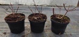 Hortensja bukietowa Wim's Red doniczka 3L