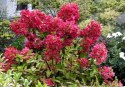 Hortensja bukietowa Wim's Red doniczka 3L