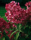 Hortensja bukietowa Wim's Red doniczka 3L