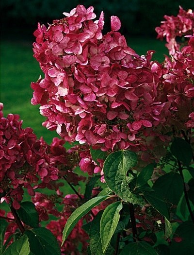 Hortensja bukietowa Wim's Red doniczka 3L Hortensja bukietowa Wim's Red doniczka 3L