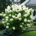 Hortensja bukietowa Magical Moonlight doniczka 1L