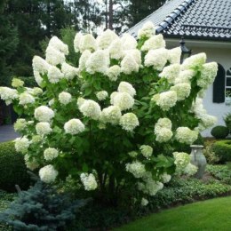 Hortensja bukietowa Magical Moonlight doniczka 1L