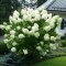 Hortensja bukietowa Magical Moonlight doniczka 1L