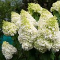 Hortensja bukietowa Magical Moonlight doniczka 1L