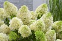 Hortensja bukietowa Magical Moonlight doniczka 1L