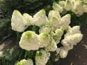 Hortensja bukietowa Magical Moonlight doniczka 1L