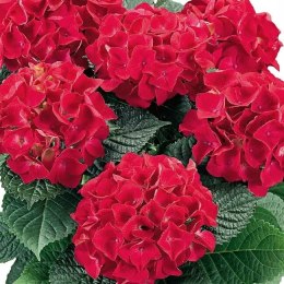 Hortensja ogrodowa Hot Red doniczka 2L