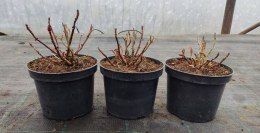 Hortensja ogrodowa Hot Red doniczka 2L
