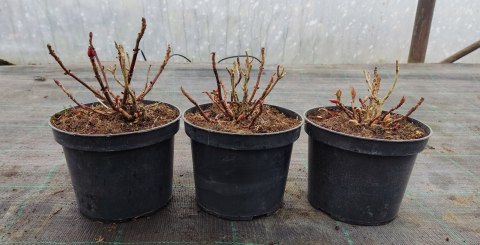 Hortensja ogrodowa Hot Red doniczka 2L Hortensja ogrodowa Hot Red doniczka 2L