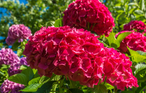 Hortensja ogrodowa Hot Red doniczka 2L Hortensja ogrodowa Hot Red doniczka 2L