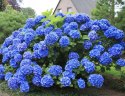 Hortensja Ogrodowa Nikko Blue doniczka 2L