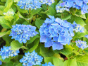Hortensja Ogrodowa Nikko Blue doniczka 2L