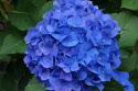 Hortensja Ogrodowa Nikko Blue doniczka 2L