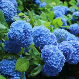 Hortensja ogrodowa Nikko Blue doniczka 1L