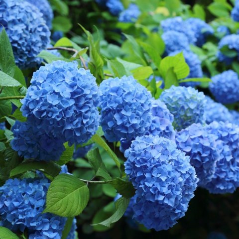 Hortensja ogrodowa Nikko Blue doniczka 0,5L Hortensja ogrodowa Nikko Blue doniczka 0,5L