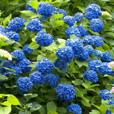 Hortensja ogrodowa Nikko Blue doniczka 0,5L Hortensja ogrodowa Nikko Blue doniczka 0,5L
