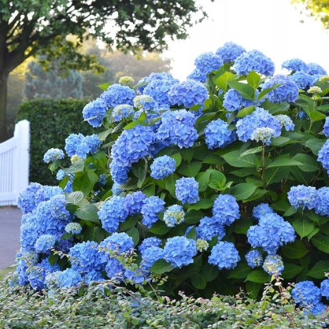 Hortensja ogrodowa Nikko Blue doniczka 0,5L Hortensja ogrodowa Nikko Blue doniczka 0,5L