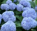 Hortensja ogrodowa Nikko Blue doniczka 0,5L