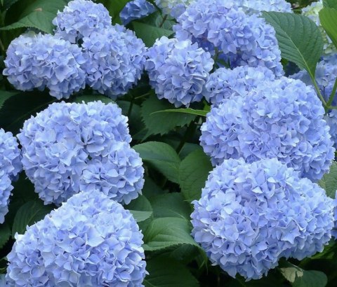 Hortensja ogrodowa Nikko Blue doniczka 0,5L Hortensja ogrodowa Nikko Blue doniczka 0,5L