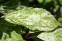 Hortensja bukietowa Shikoku Flash doniczka 1L