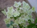 Hortensja bukietowa Shikoku Flash doniczka 1L