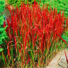 Imperata Red Baron doniczka 1L