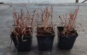 Imperata Red Baron doniczka 1L