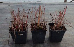 Imperata Red Baron doniczka 1L