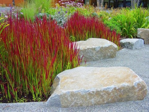 Imperata Red Baron doniczka 1L Imperata Red Baron doniczka 1L
