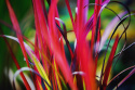 Imperata Red Baron doniczka 1L