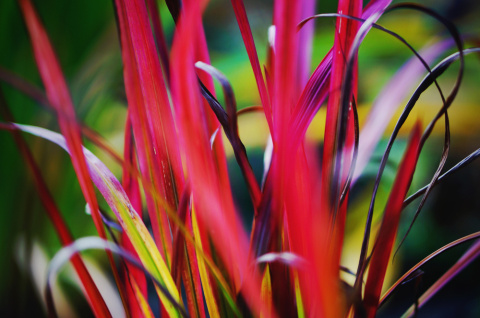 Imperata Red Baron doniczka 1L Imperata Red Baron doniczka 1L