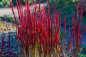 Imperata Red Baron doniczka 1L