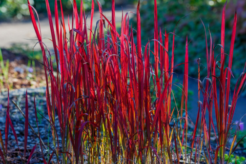 Imperata Red Baron doniczka 1L Imperata Red Baron doniczka 1L