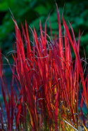 Imperata Red Baron doniczka 1L