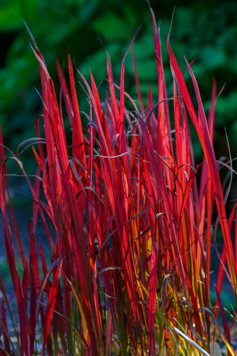 Imperata Red Baron doniczka 1L Imperata Red Baron doniczka 1L