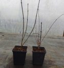 Klon palmowy Atropurpureum doniczka 1L