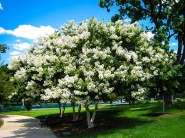 Lagerstroemia indyjska White doniczka 2L