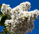 Lagerstroemia indyjska White doniczka 2L