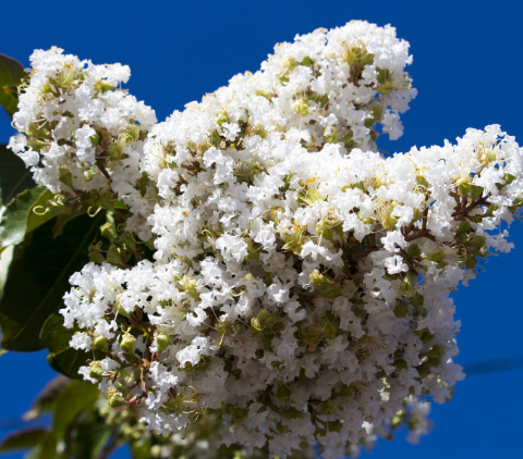 Lagerstroemia indyjska White doniczka 2L Lagerstroemia indyjska White doniczka 2L