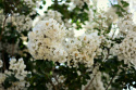 Lagerstroemia indyjska White doniczka 2L