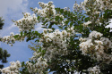 Lagerstroemia indyjska White doniczka 2L