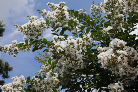 Lagerstroemia indyjska White doniczka 2L Lagerstroemia indyjska White doniczka 2L
