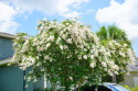Lagerstroemia indyjska White doniczka 2L