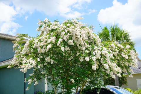 Lagerstroemia indyjska White doniczka 2L Lagerstroemia indyjska White doniczka 2L