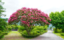 Lagerstroemia Petite Pink doniczka 2L