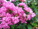 Lagerstroemia Petite Pink doniczka 2L