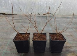 Lagerstroemia Red Imperator doniczka 1L