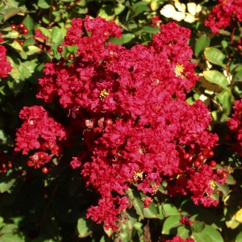 Lagerstroemia Red Imperator doniczka 0,5L Lagerstroemia Red Imperator doniczka 0,5L